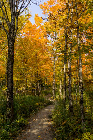 In the forest at fall in Mont Megantic National Park, located in Easternの写真素材