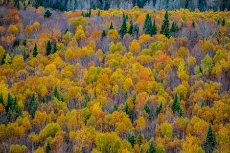 Close-up of the trees foliage changing colors during autumn in Mont Tremblant National Park, in Laurentides regions of Quebec, Canadaの写真素材