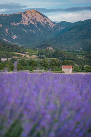 Afternoon summer light on a violet lavender field near Chatillon en Diois in the south of France (Provence)の写真素材