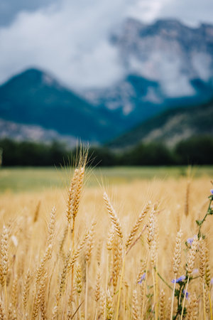 Wheat field with the Alps mountain in the background and a cloudy sky, near Chatillon en Diois in the South of France (Drome)の写真素材