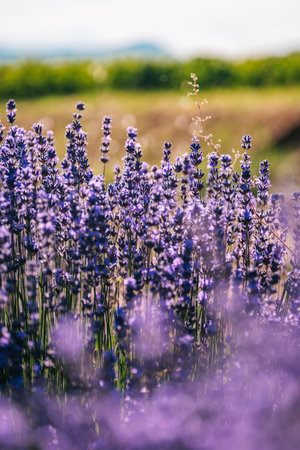 Close up of lavender flowers under the afternoon golden light near Chatillon en Diois, in the south of France (Drome)の写真素材