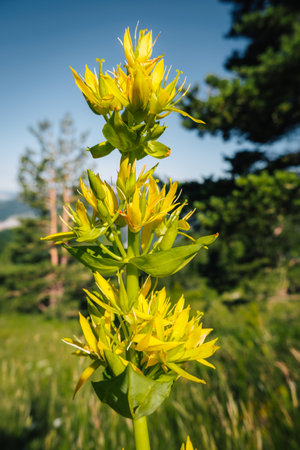 Close up of great yellow gentian flowers blooming near Grimone in the French Alpsの写真素材