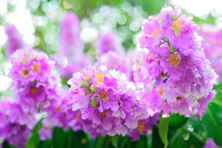 Lagerstroemia pink flowersの写真素材