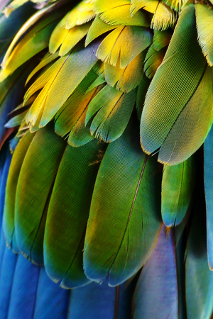 Close up of colorful feathers texture backgroundの写真素材