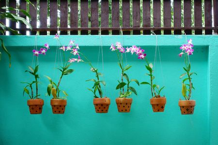 Orchids in a brown baked clay pot hanging on light green fence backgroundの写真素材