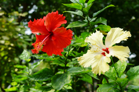 red and yellow hibiscus flower blooming on dark green leaf nature backgroundの写真素材