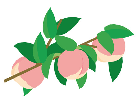 Peach tree branch clipartのイラスト素材