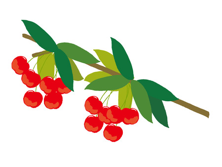 cherryのイラスト素材