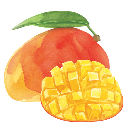 Watercolor fresh ripe mango fruit, closeup isolated on white background. Hand painting on paperの写真素材
