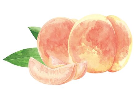 Peaches watercolorの写真素材