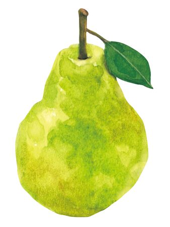 PEAR. watercolor painting on white backgroundの写真素材