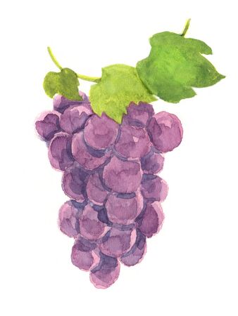 grape illustration isolated on white backgroundの写真素材