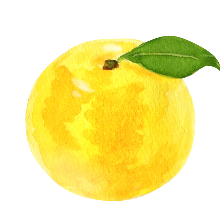 watercolor grapefruit on a white backgroundの写真素材
