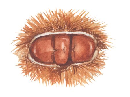 chestnut. watercolor painting on white backgroundの写真素材