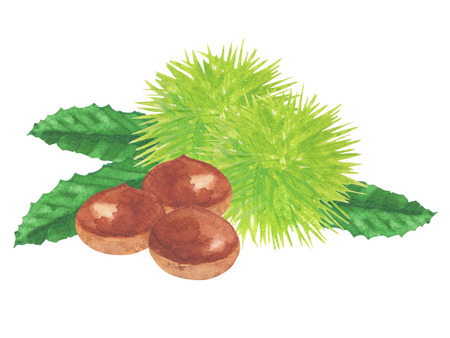 chestnut. watercolor painting on white backgroundの写真素材