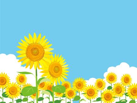 Vector Illustration: wallpaper and background landscape sunflowers garden and sky.のイラスト素材
