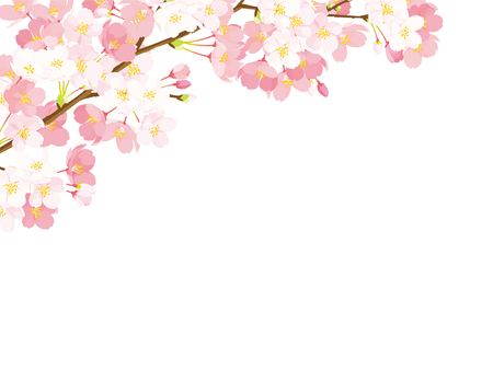 Pink cherry blossom. Vector illustration on white background.のイラスト素材