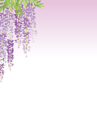 The wisteria flower trailing plant background. Vector illustration.のイラスト素材