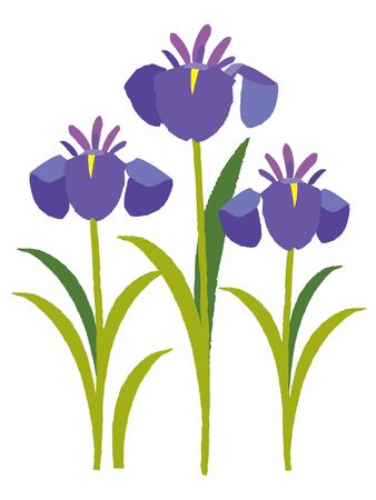 Iris flowers. Vector illustration. Isolated on white background.のイラスト素材