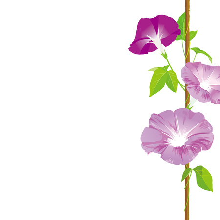 Morning glory illustrationのイラスト素材