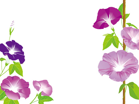 Morning glory illustrationのイラスト素材