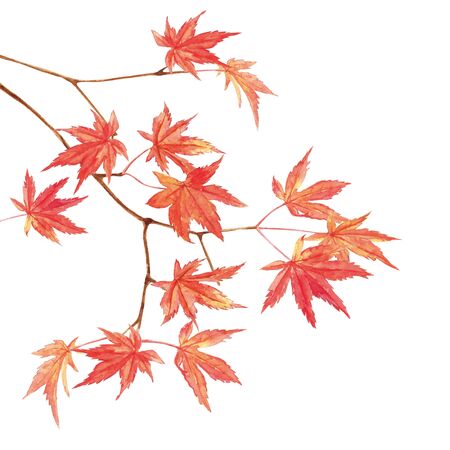 Maple leaves watercolor painting on white background
