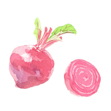 Beets Watercolor Illustration