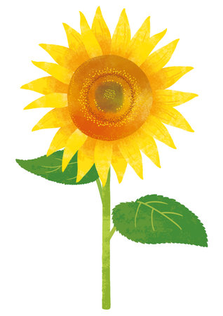 Sunflower Watercolor Illustrationのイラスト素材