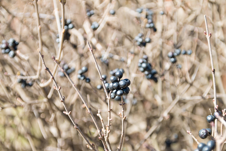 black currant bush currant berry spring branchesの写真素材