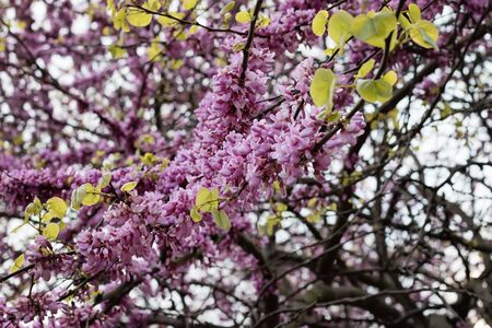 Spring flowering Judas Tree bright purple flowers and small leaves on the stemの写真素材