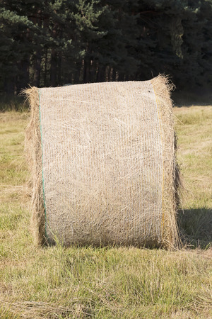 Agricultural landscape. Bale of hay drying in the sun.の写真素材