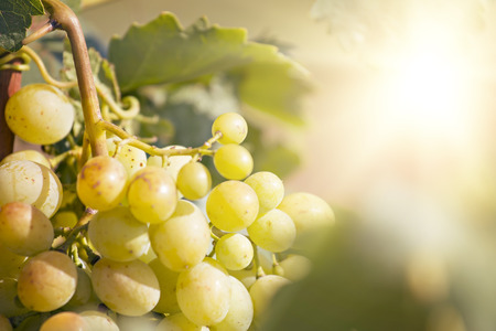 Delicious yellow autumn grape fruit macro detailの写真素材
