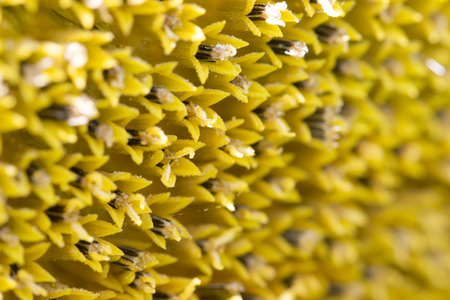 Nature background from macro a bloom sunflower. selective focusの写真素材
