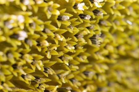Nature background from macro a bloom sunflower. selective focusの写真素材