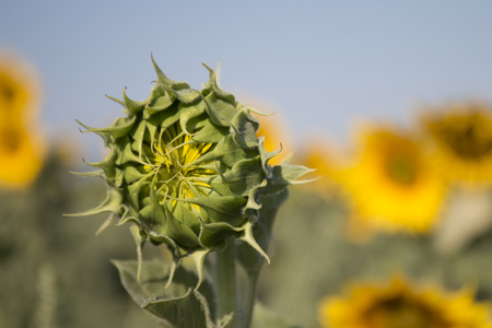 Closed sunflower standing alone with blooming sunflowers on the backgroundの写真素材