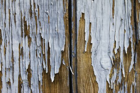 Old planks with peeling gray paint and nailsの写真素材