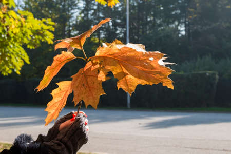 Branch with autumn leaves in the hands of a young woman