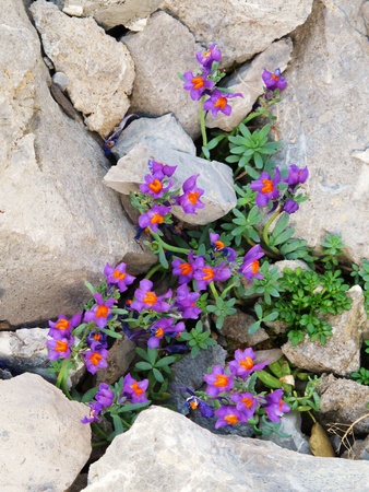 beautiful little mountain flowersの写真素材