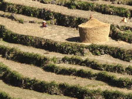 Rice harvest, Nepalのeditorial素材