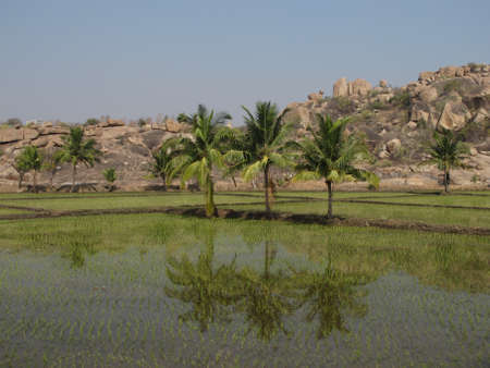 Coconut  trees and rice fields, India