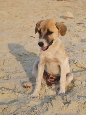 Little beach-dogの写真素材
