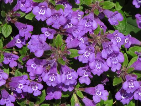 Rock Thyme  Acinos alpinus の写真素材