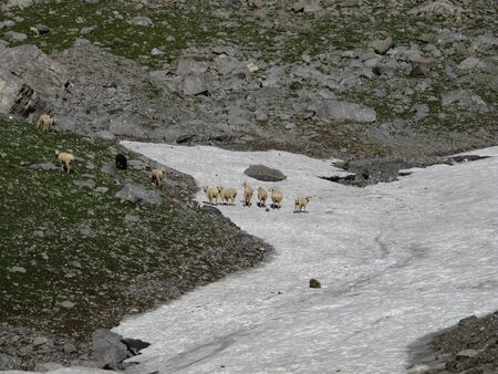 Sheep Herd On A Snowfieldの写真素材