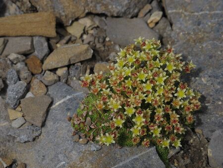 Beautiful Wild Saxifrage