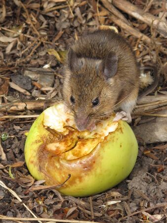 Little Mouse Eating Appleの写真素材