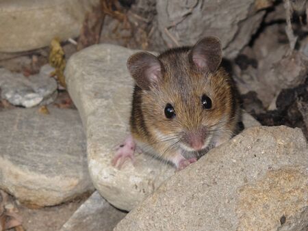 Little Mouseの写真素材