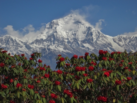 Peak of Dhaulagiri and red rhododendronの写真素材