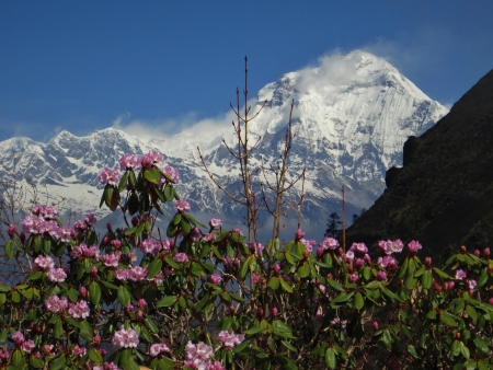 Dhaulagiri and rhododenderonの写真素材