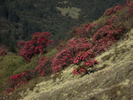Pink rhododendron forestの写真素材