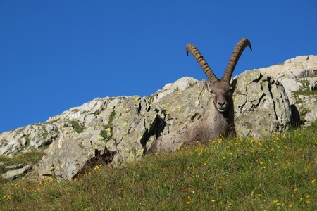 Alpine ibex lying on a meadow in the Swiss Alpsの写真素材